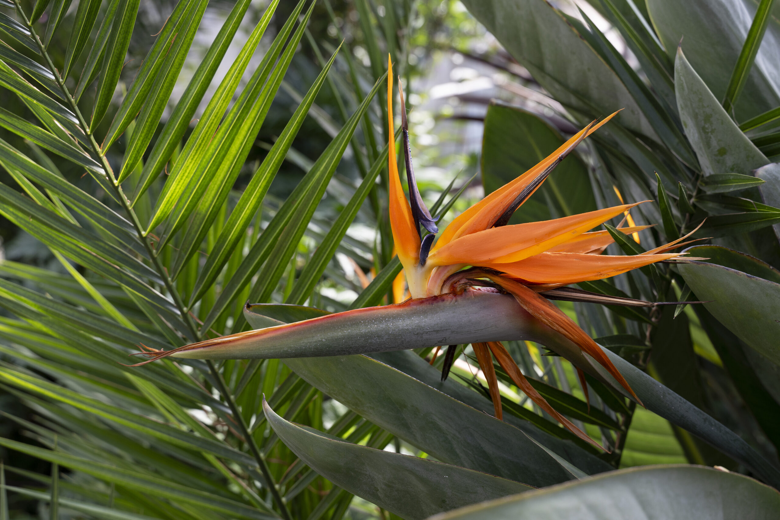 Botanischer Garten Linz