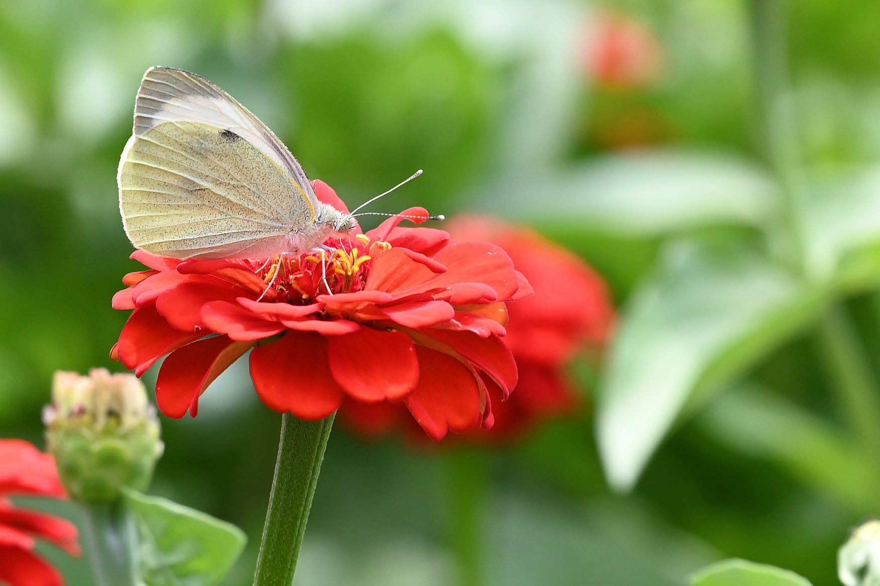 Garten der Geheimnisse