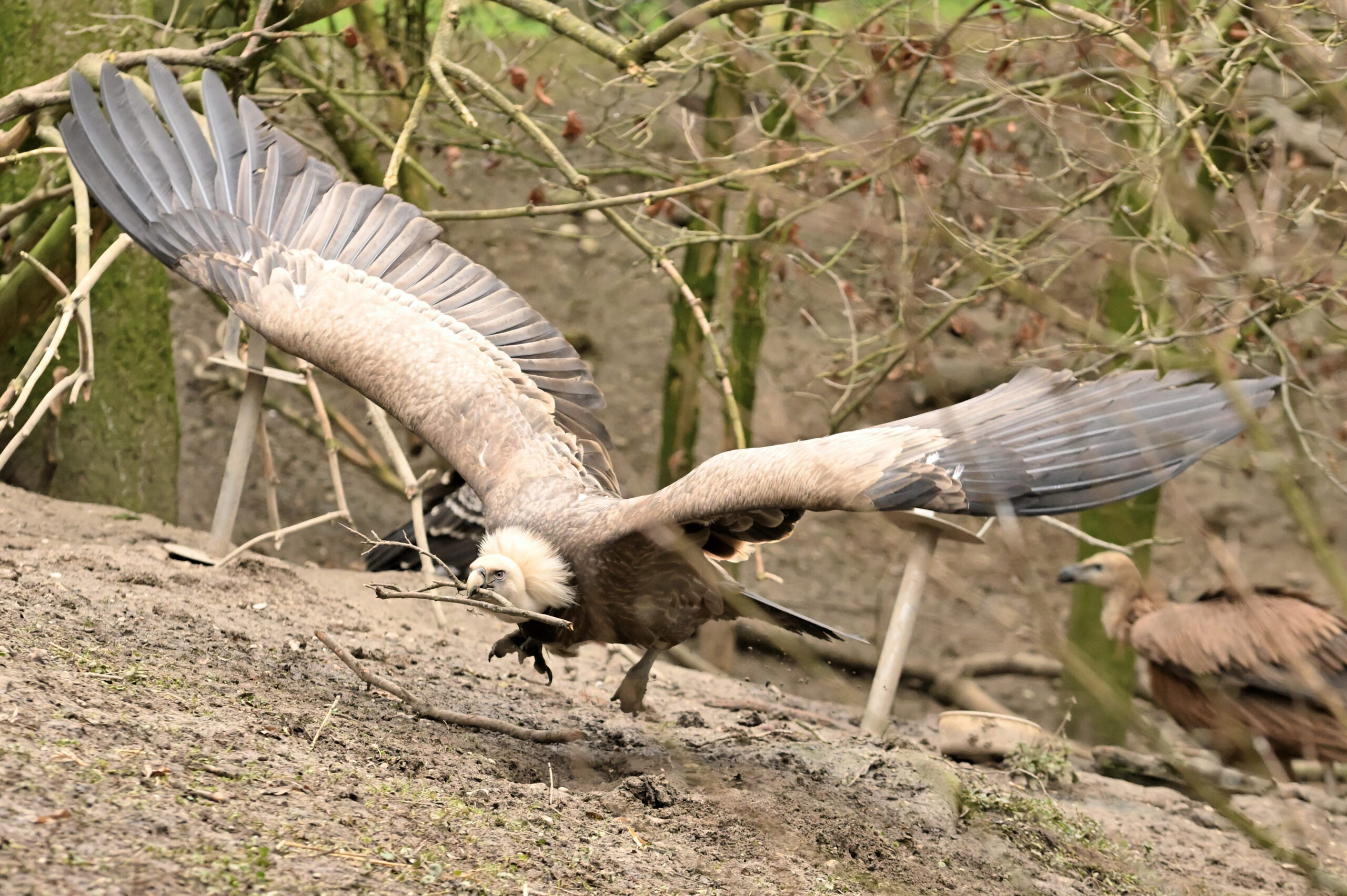 Zoo Schmiding