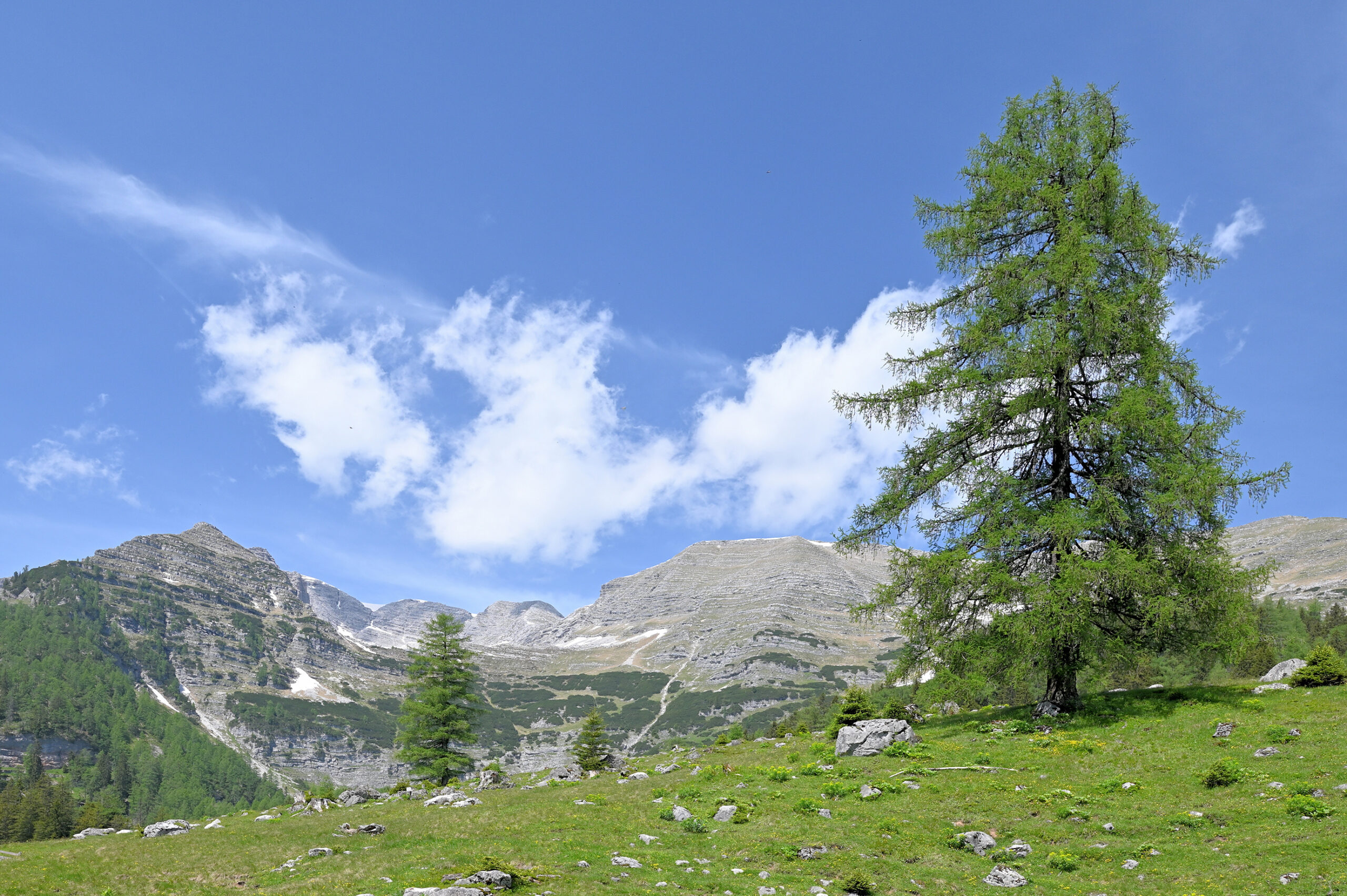 Wurzeralm